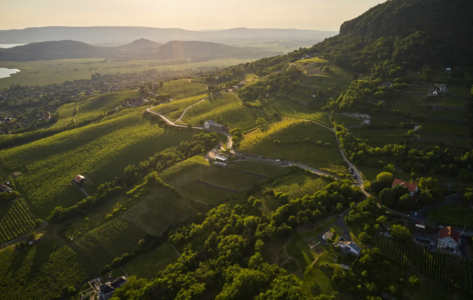 A Szabó Családi Pincészet szőlőültetvényei a Badacsony lejtőin, naplementében, háttérben a Balatonnal